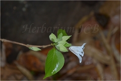 Petalidium barlerioides